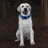 Zware Trainingshalsband Voor Honden Met Handvat Extra Sterk