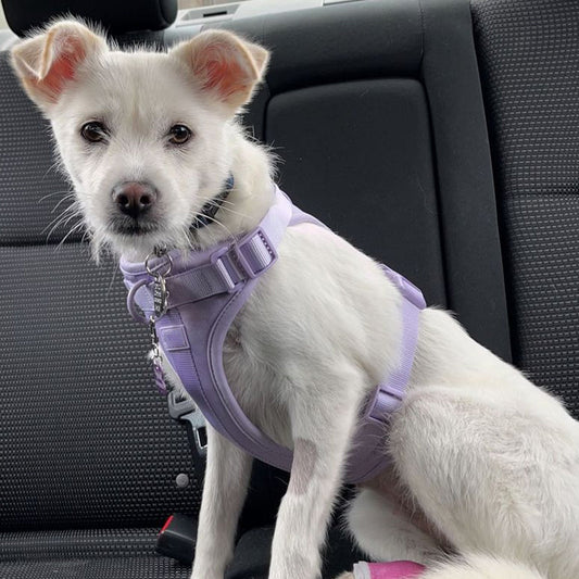 Ontsnap- en Trek Proof Ademend Honden Tuig 3 Bevestigingspunten