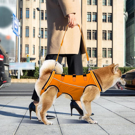 Ondersteunend Tuig Voor Herstellende Honden Artrose & Operaties