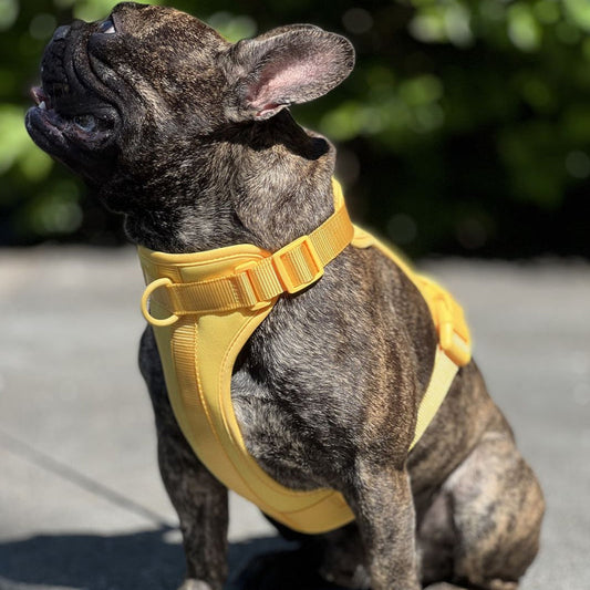 Ontsnap- en Trek Proof Ademend Honden Tuig 3 Bevestigingspunten